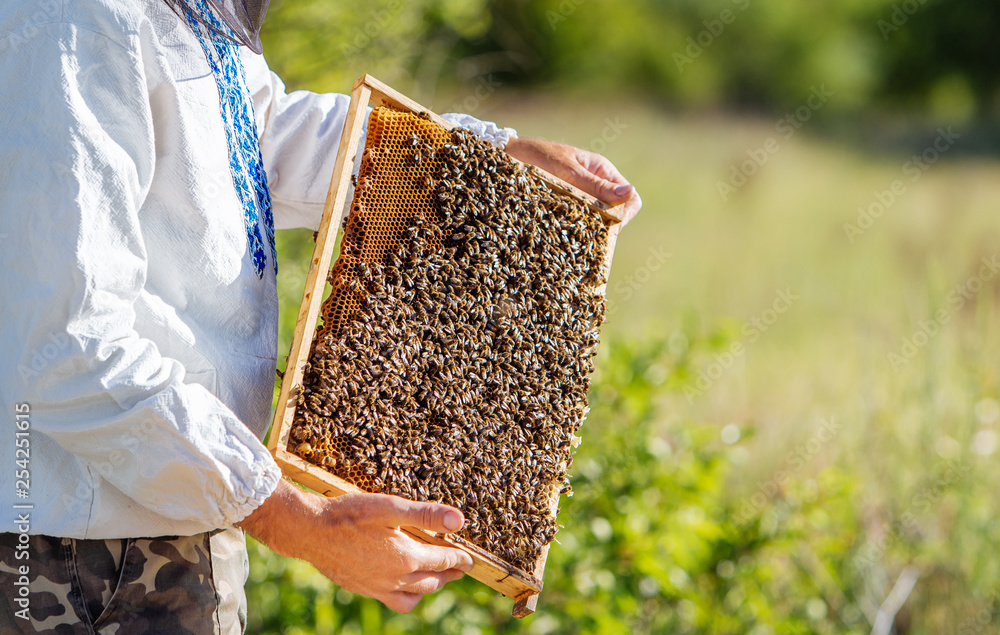 Beekeeper holds a frame with larvae of bees in his hands on the natural background. Man holding frame full of bees crawling on a honeycomb. Apiary concept Beekeeper holds a frame with larvae of bees in his hands on the natural background. Man holding frame full of bees crawling on a honeycomb. Apiary concept
