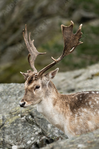 Fallow deer (dovhjort) in the forest in Slottsskogen (Djurpark) in Göteborg