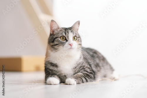 A young beautiful gray striped cat, a pet, is lying on a light floor indoors against a white wall.