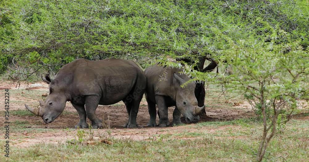 rhinoceros in kruger park in south africa rhinoceros in kruger park in south africa