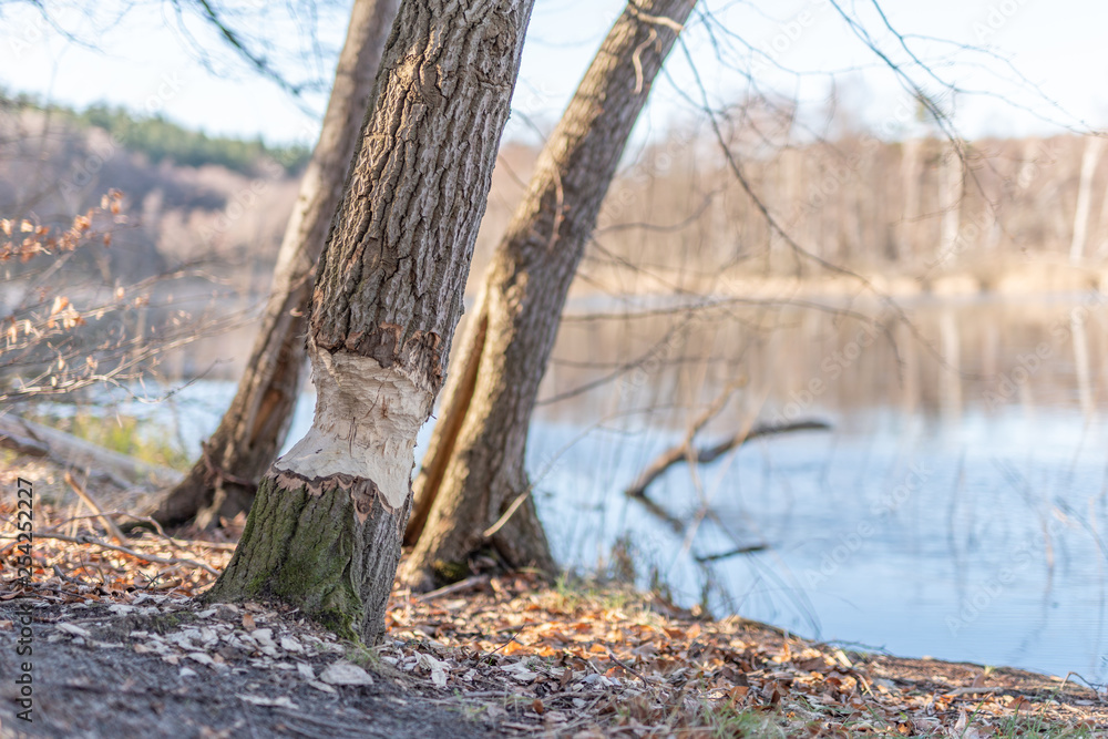 Obraz premium Bieber Fraßspuren am großen Rathsburgsee in Brandenburg