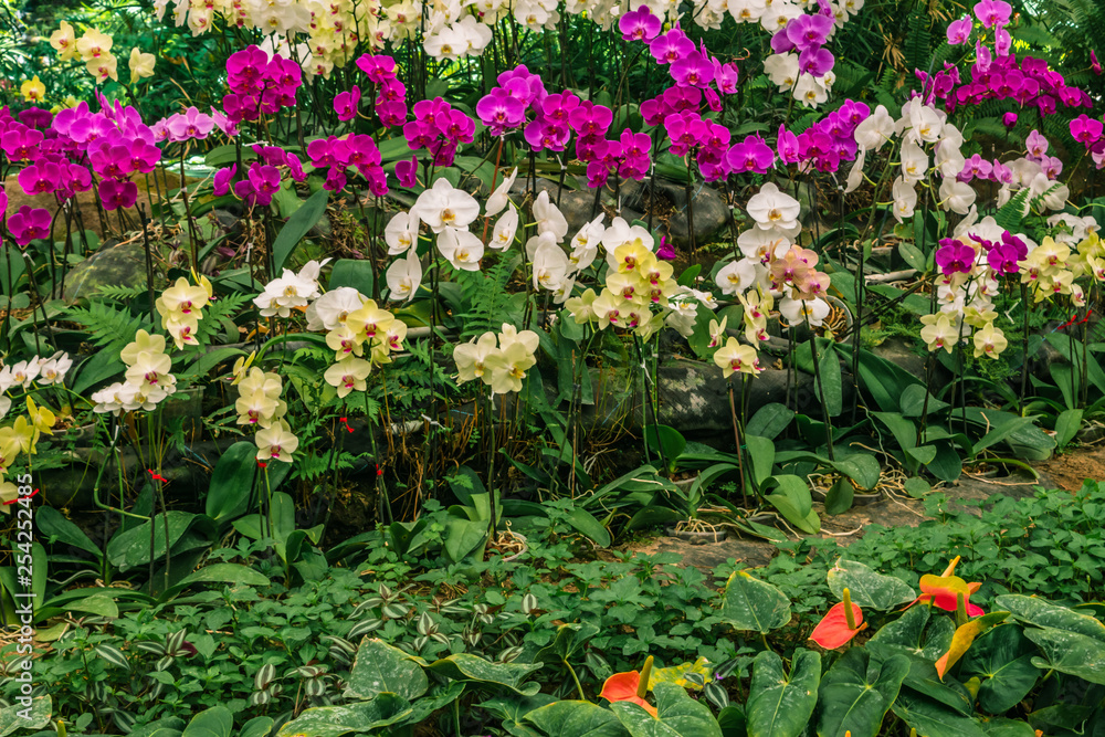 Obraz premium Beautiful orchids background