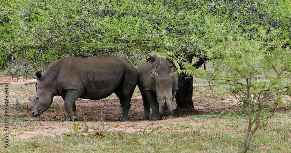 rhinoceros in kruger park in south africa rhinoceros in kruger park in south africa
