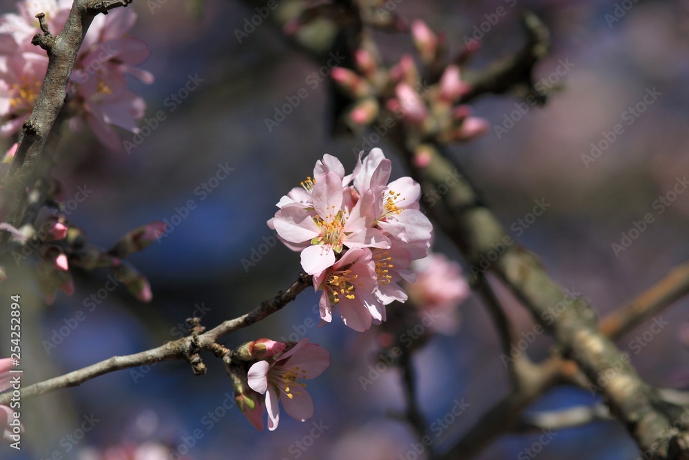 The branches of a flowering almond The branches of a flowering almond