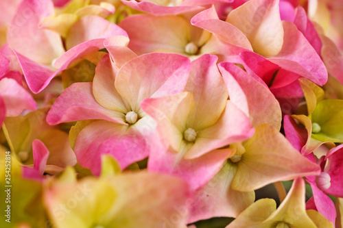 Hydrangea flowers © vittoria