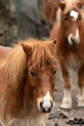 Brown pony (Ponny) with stylish hair in the forest in Slottsskogen (Djurpark) in Göteborg