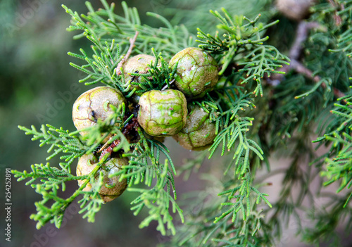 Green pine cones on the cypress branch. Closeup image