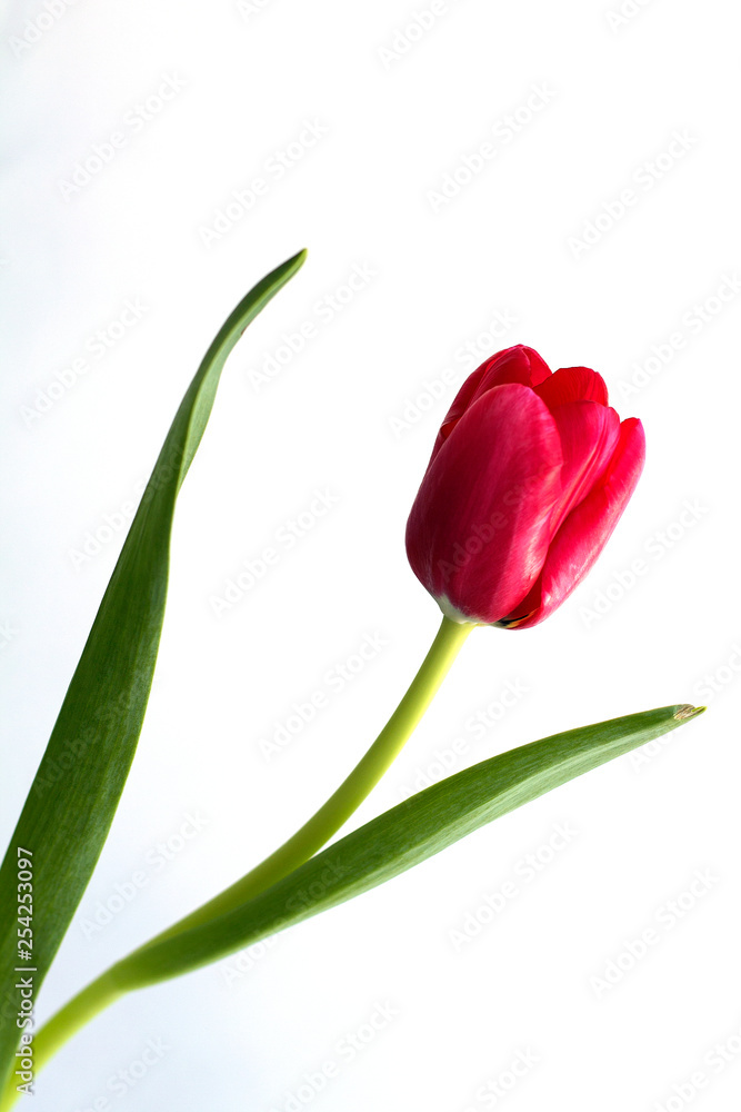 Red tulip isolated on white background. Red tulip isolated on white background.