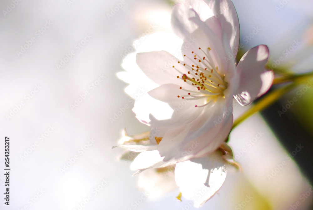 Obraz premium White sakura flower