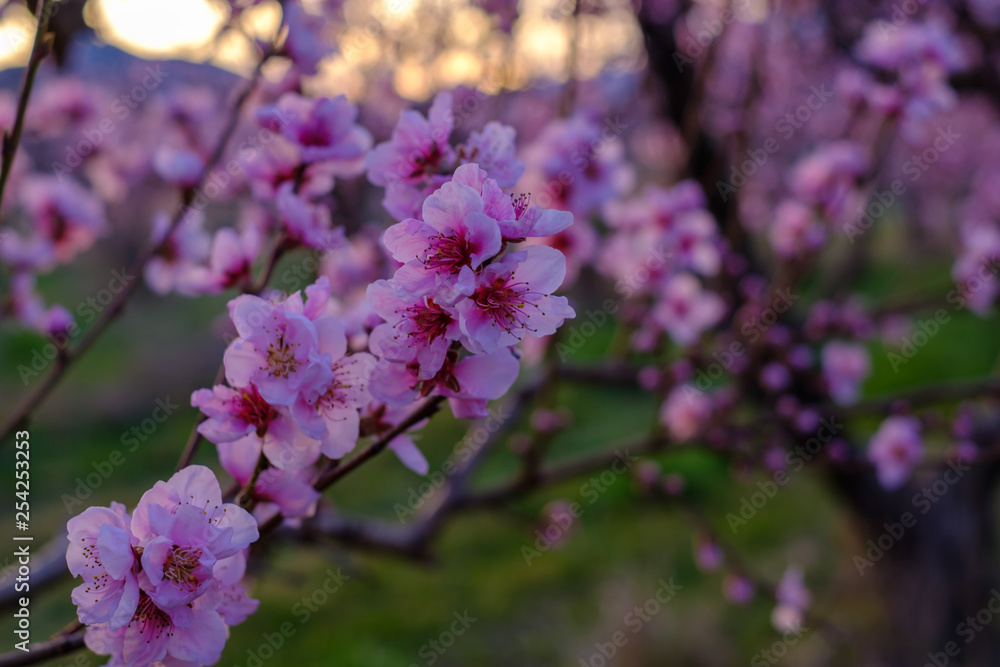 Branche d'arbre de pêche en fleurs, gros plan, coucher de soleil. Branche d'arbre de pêche en fleurs, gros plan, coucher de soleil.