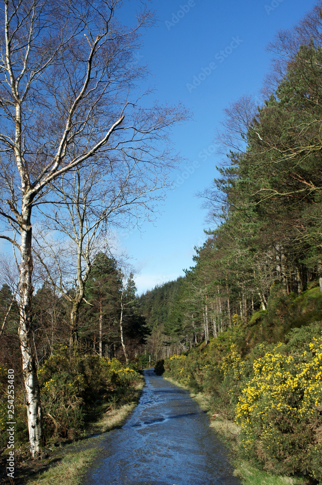 Spring day in the forest.Ireland.Wicklow Mountains.