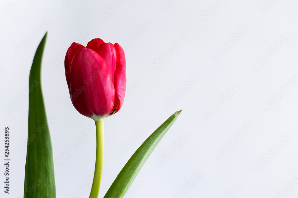Red tulip isolated on white background. Red tulip isolated on white background.