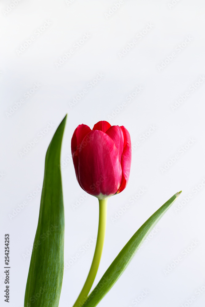 Red tulip isolated on white background. Red tulip isolated on white background.