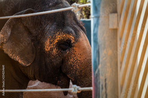 Elephant in a zoo