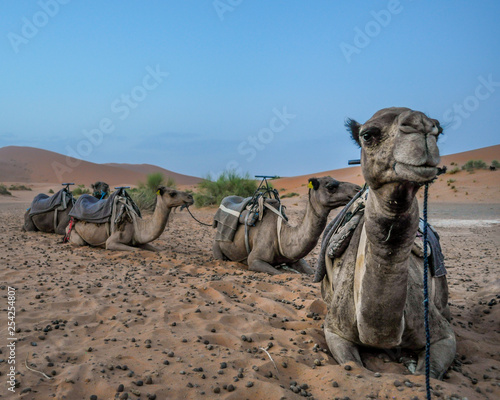 Camel Train in the Sahara