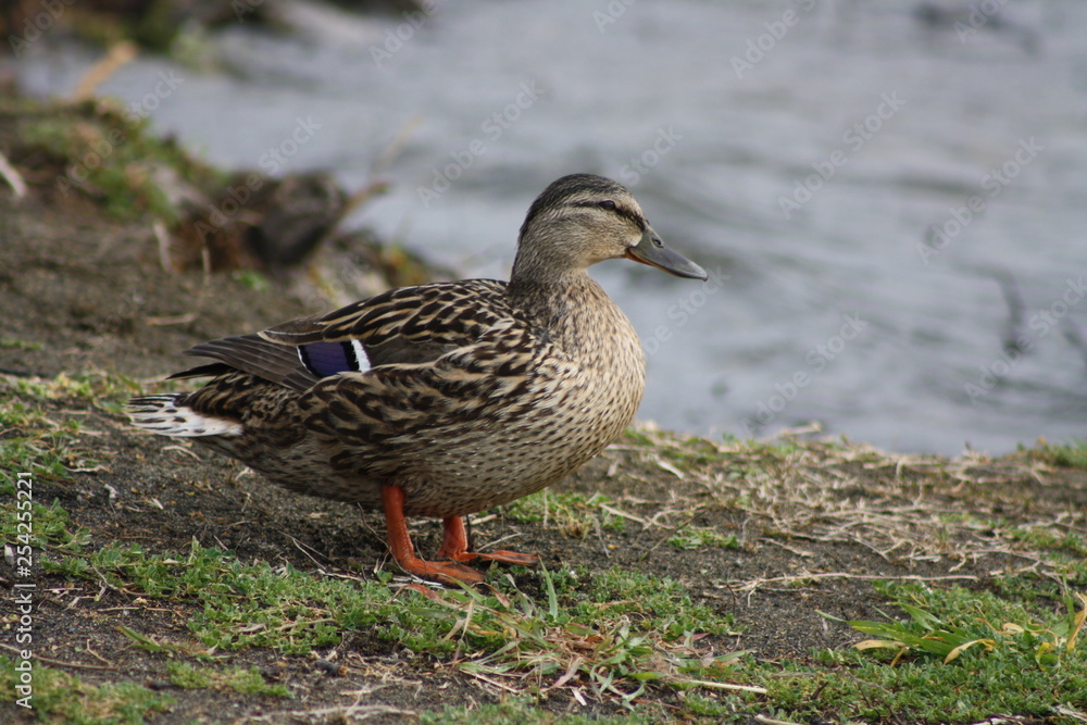 anatra  nel lago di castel gandolfo  roma lazio