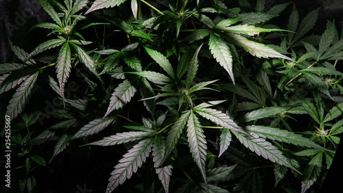 growing marijuana indoor. Grow Tent for Growing Cannabis photo