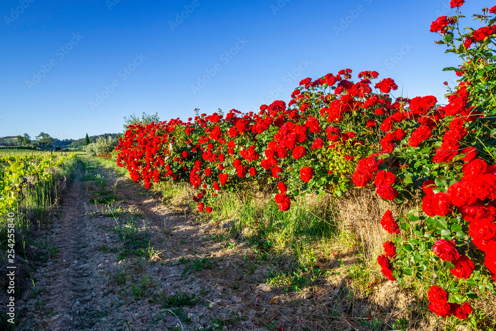 Arbustes de rosiers rouges entre la route et des vignobles. Provence au printemps, France.