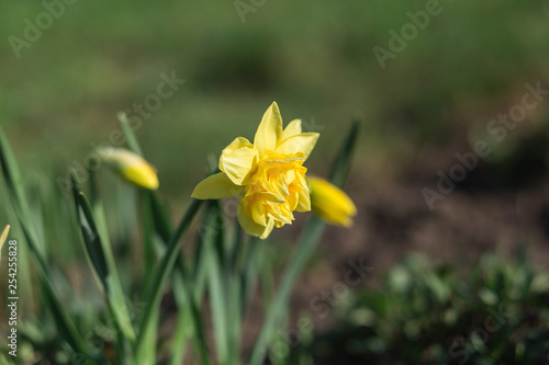 Spring flower narcissus in the garden