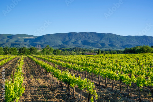 Vue sur les vignes au printemps, montagne de Luberon en arrière plan. Provence, France.  photo