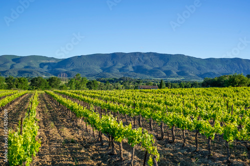 Vue sur les vignes au printemps, montagne de Luberon en arrière plan. Provence, France. 