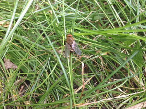 fly in grass