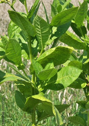 Leaves and stems of tobacco