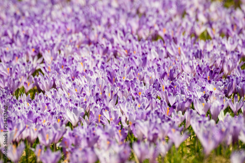 Naklejka premium Meadow of crocuses on Velika Planina / Big Pasture Plateau in Slovenia