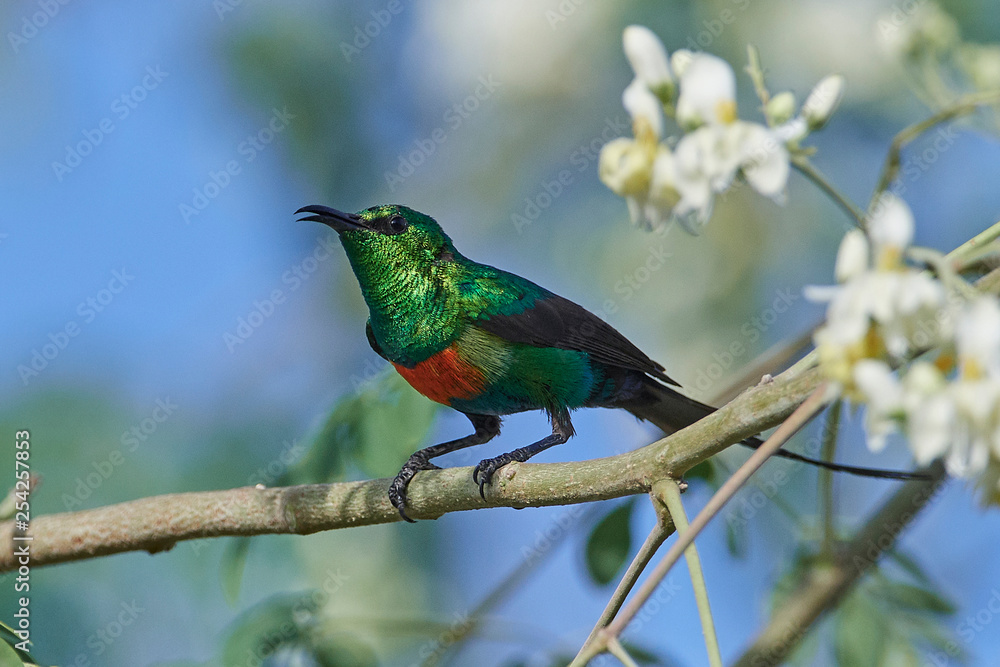 Beautiful sunbird (Cinnyris pulchella) Beautiful sunbird (Cinnyris pulchella)