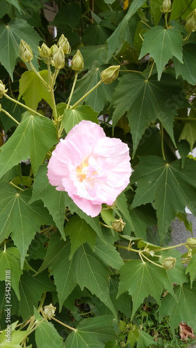 花　ピンク　夏　癒し