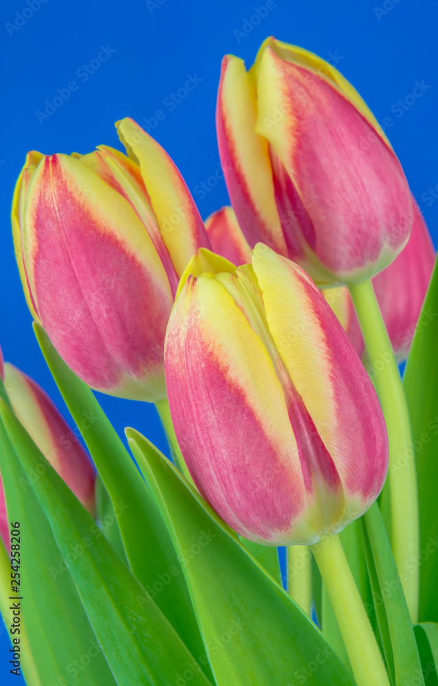 Obraz premium tulipany na niebieskim tle 2