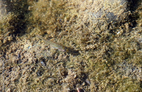 Alev  n de Percasol  Lepomis gibbosus  o sunfish  pez de la familia Centrarchidae.