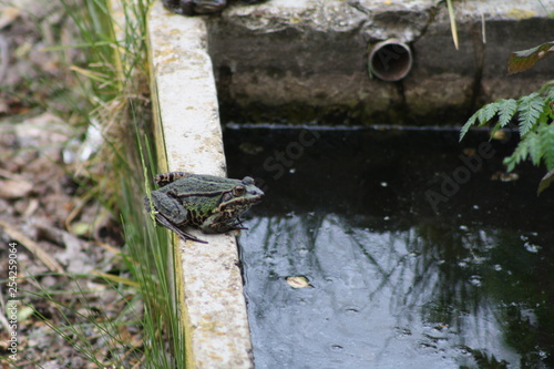 ranocchi dagli occhio grandi