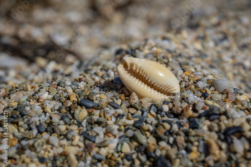 sea shell on pebble sand