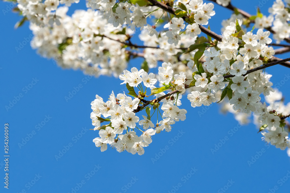 Cherry Blossoms on a blue sky. Spring floral background. Cherry flowers blossoming