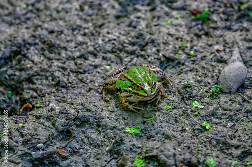 frogs in mud