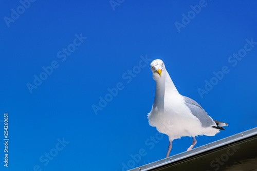 Seagull sees you all through