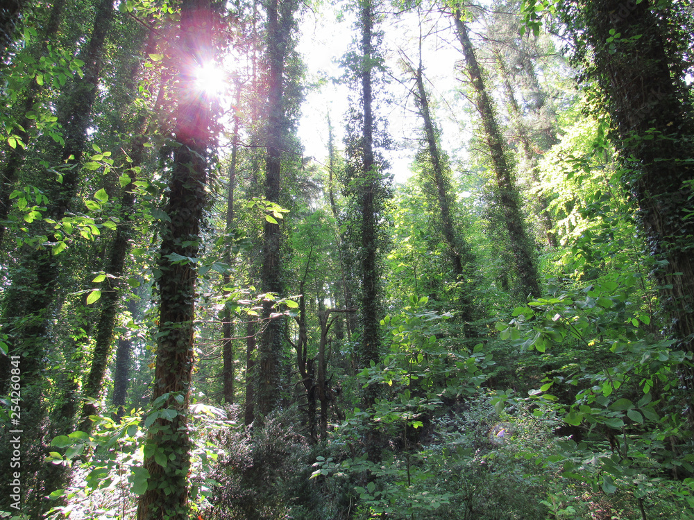 Fototapeta premium Sunny Forest