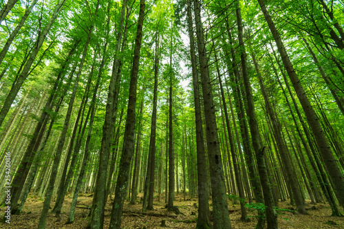 Beautiful green forest in the Czech Republic