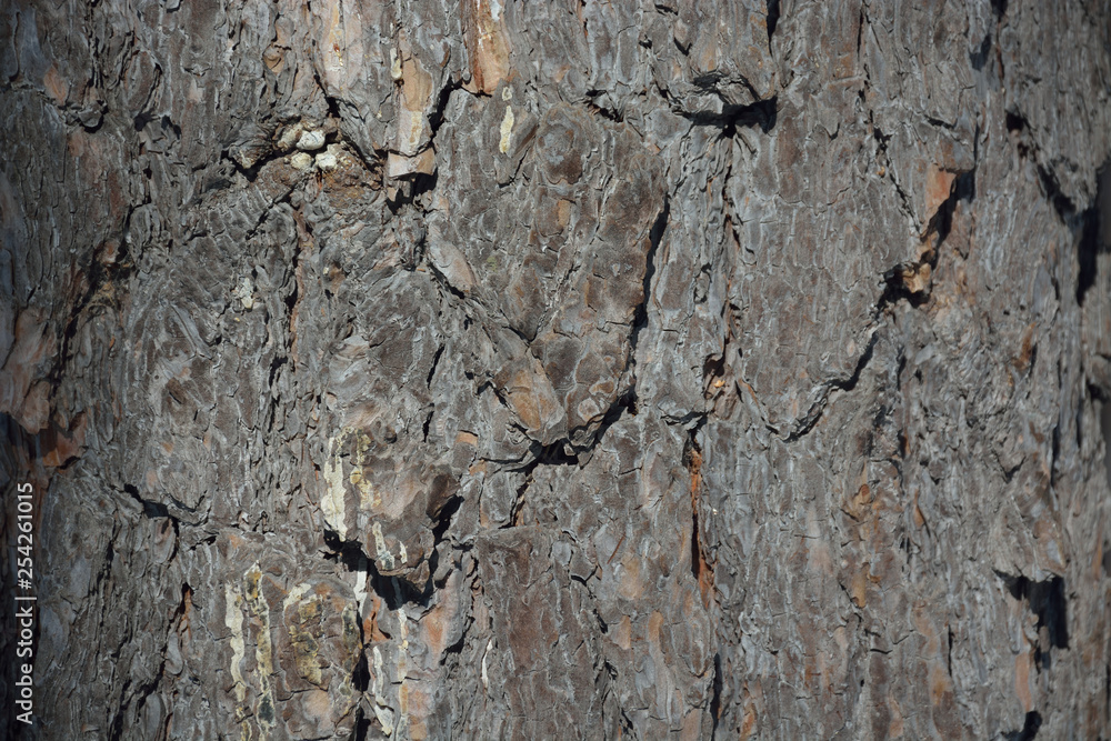 Natural texture of the bark of the trunk of the century-old Ural pine. tree bark, Ural pine Natural texture of the bark of the trunk of the century-old Ural pine. tree bark, Ural pine