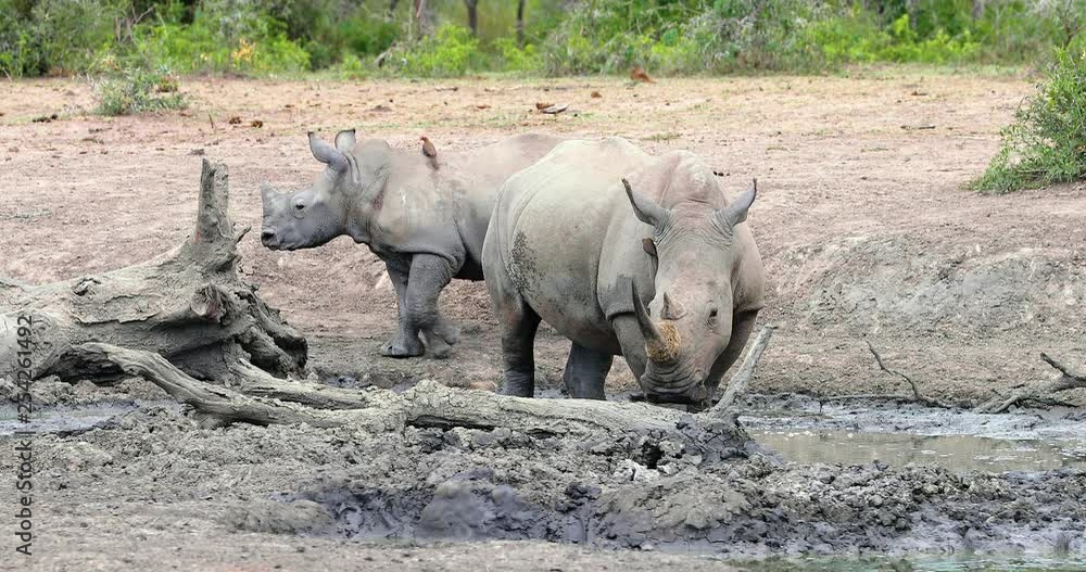 rhinoceros with young rhinoceros in kruger park in south africa rhinoceros with young rhinoceros in kruger park in south africa