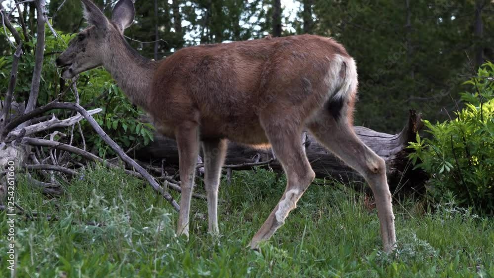 Mule deer eating green grass in Grand Teton National Park, Wyoming Mule deer eating green grass in Grand Teton National Park, Wyoming