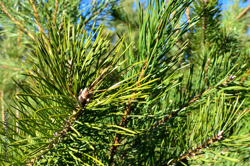 Large green branches with needles of pine spruce against the background of the forest. Walking in the forest. Green background. Spruce fir