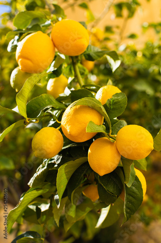 Bunch of fresh ripe lemons on a lemon tree branch in sunny garden.