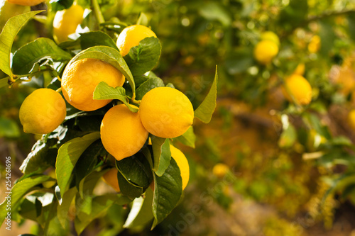 Fotografia Bunch of fresh ripe lemons on a lemon tree branch in sunny garden