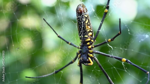 Golden orb weavers spider in the net. Big spider with green background - Nephila