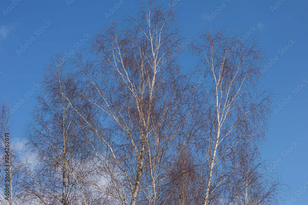 The warm spring morning. tree branches against the sky. The warm spring morning. tree branches against the sky.