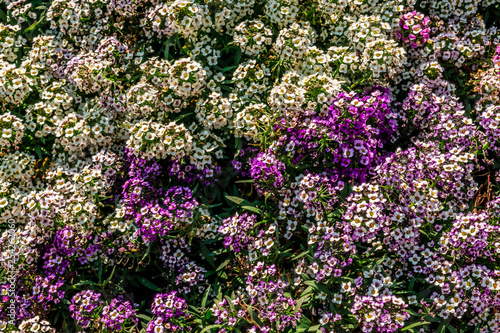 White and purple tiny flowers