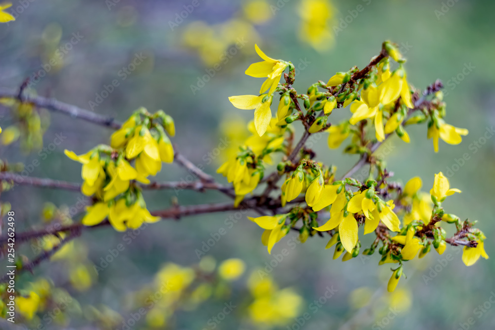 Spring blossoming forsythia with soft focus and blurry. Nature wallpaper blurred background with florets in springtime. Toned Image with soft selective focus. Spring blossoming forsythia with soft focus and blurry. Nature wallpaper blurred background with florets in springtime. Toned Image with soft selective focus.