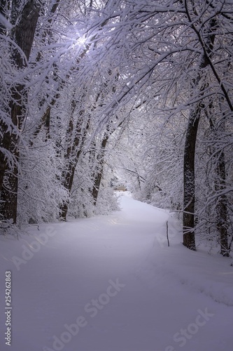 Beautiful walking trail through a snowy forest